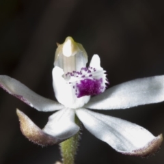 Caladenia cucullata at Acton, ACT - suppressed