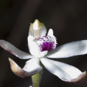 Caladenia cucullata at Acton, ACT - suppressed