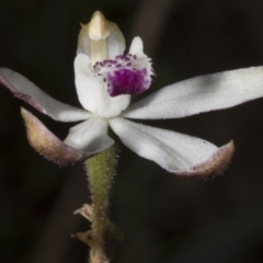 Caladenia cucullata at Acton, ACT - suppressed