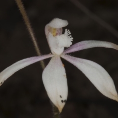 Caladenia ustulata (Brown Caps) at Acton, ACT - 28 Oct 2016 by DerekC