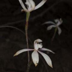 Caladenia ustulata at Acton, ACT - suppressed