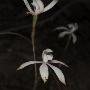 Caladenia ustulata at Acton, ACT - 28 Oct 2016