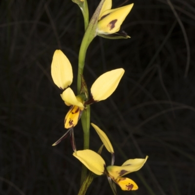 Diuris sulphurea (Tiger Orchid) at Acton, ACT - 28 Oct 2016 by DerekC