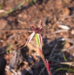 Caladenia actensis (Canberra Spider Orchid) at Canberra Central, ACT - 28 Oct 2016 by waltraud