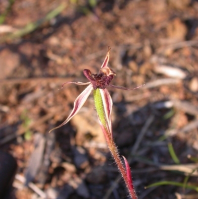 Caladenia actensis (Canberra Spider Orchid) at Canberra Central, ACT - 28 Oct 2016 by waltraud