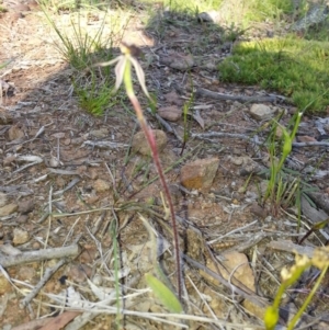 Caladenia actensis at suppressed - suppressed