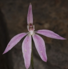 Caladenia fuscata at Acton, ACT - suppressed