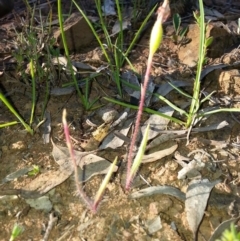 Caladenia actensis (Canberra Spider Orchid) by waltraud