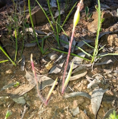 Caladenia actensis (Canberra Spider Orchid) at Canberra Central, ACT - 28 Oct 2016 by waltraud