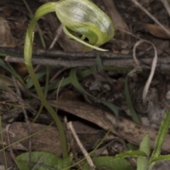 Pterostylis nutans (Nodding Greenhood) at Point 5822 - 28 Oct 2016 by DerekC