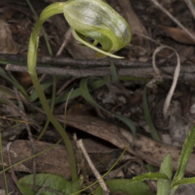 Pterostylis nutans (Nodding Greenhood) at Acton, ACT - 28 Oct 2016 by DerekC