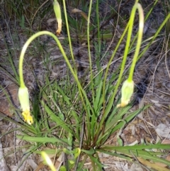 Microseris walteri (Yam Daisy, Murnong) at Canberra Central, ACT - 28 Oct 2016 by waltraud