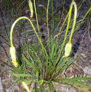 Microseris walteri at Canberra Central, ACT - 28 Oct 2016