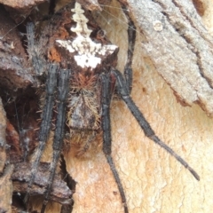 Socca pustulosa (Knobbled Orbweaver) at Conder, ACT - 4 Mar 2015 by MichaelBedingfield