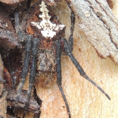 Socca pustulosa (Knobbled Orbweaver) at Conder, ACT - 4 Mar 2015 by MichaelBedingfield