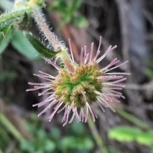 Opercularia hispida at Jerrabomberra, NSW - 29 Oct 2016 09:19 AM