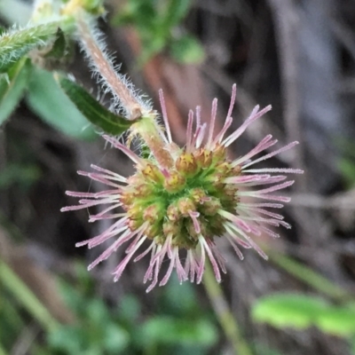 Opercularia hispida (Hairy Stinkweed) at Jerrabomberra, NSW - 29 Oct 2016 by Wandiyali