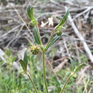 Opercularia hispida at Jerrabomberra, NSW - 29 Oct 2016 09:19 AM