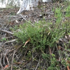 Opercularia hispida at Jerrabomberra, NSW - 29 Oct 2016 09:19 AM