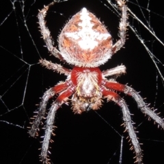 Socca pustulosa (Knobbled Orbweaver) at Conder, ACT - 3 Mar 2015 by MichaelBedingfield