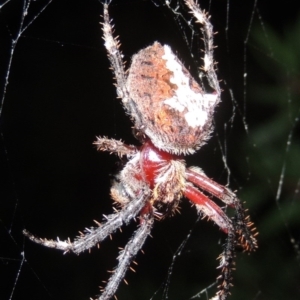 Socca pustulosa at Conder, ACT - 3 Mar 2015 09:59 PM