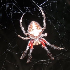 Socca pustulosa at Conder, ACT - 3 Mar 2015 09:59 PM