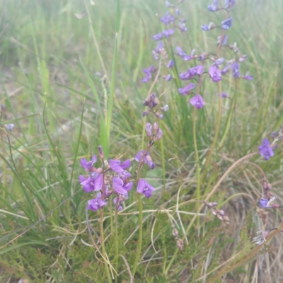 Swainsona monticola (Notched Swainson-Pea) at Molonglo Valley, ACT - 19 Jan 2016 by RichardMilner