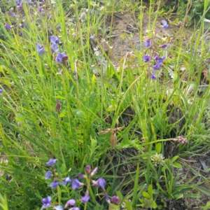 Swainsona monticola at Molonglo River Reserve - 26 Jan 2016