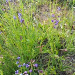 Swainsona monticola at Molonglo River Reserve - 26 Jan 2016 08:34 AM