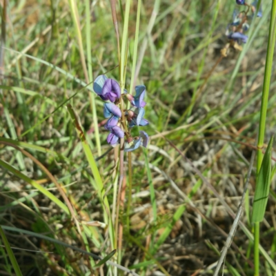 Swainsona monticola (Notched Swainson-Pea) at Molonglo River Reserve - 25 Jan 2016 by RichardMilner