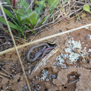 Aprasia parapulchella at Molonglo River Reserve - 19 Jan 2016