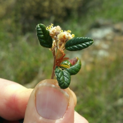 Pomaderris betulina (Birch Pomaderris) at Molonglo, ACT - 26 Jan 2016 by RichardMilner