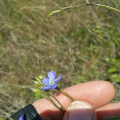 Linum marginale (Native Flax) at Molonglo Valley, ACT - 25 Jan 2016 by RichardMilner