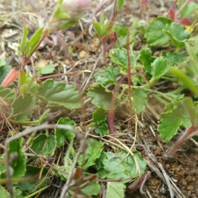 Sida corrugata (Corrugated Sida, Variable Sida) at Denman Prospect, ACT - 28 Jan 2016 by RichardMilner