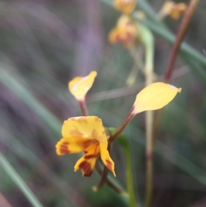 Diuris nigromontana at Cook, ACT - 29 Oct 2016