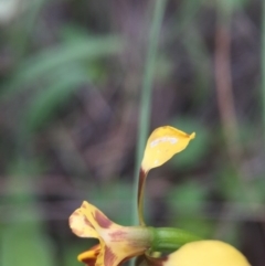 Diuris nigromontana at Cook, ACT - 29 Oct 2016