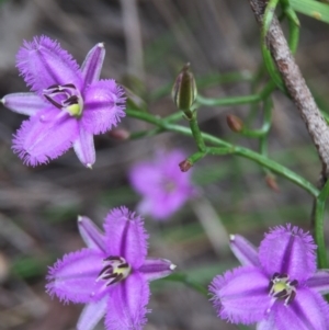 Thysanotus patersonii at Cook, ACT - 29 Oct 2016