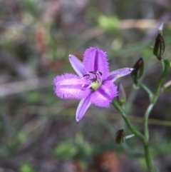 Thysanotus patersonii at Cook, ACT - 29 Oct 2016