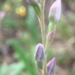 Thelymitra (genus) (sun orchids) at Cook, ACT - 29 Oct 2016 by JasonC