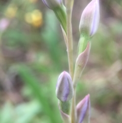 Thelymitra sp. (A Sun Orchid) at Cook, ACT - 29 Oct 2016 by JasonC