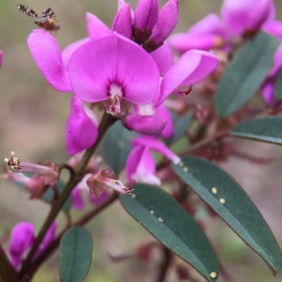 Indigofera australis subsp. australis (Australian Indigo) at Cook, ACT - 29 Oct 2016 by JasonC