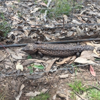 Tiliqua rugosa (Shingleback Lizard) at Gungahlin, ACT - 29 Oct 2016 by JasonC