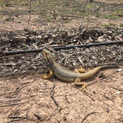 Pogona barbata (Eastern Bearded Dragon) at Gungahlin, ACT - 29 Oct 2016 by JasonC