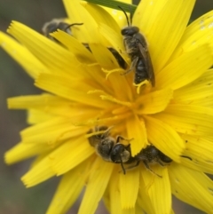 Lasioglossum (Chilalictus) lanarium (Halictid bee) at Cook, ACT - 29 Oct 2016 by JasonC