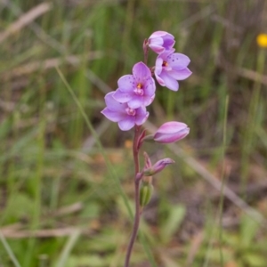 Thelymitra ixioides at Yass River, NSW - 28 Oct 2016