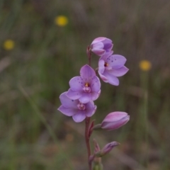 Thelymitra ixioides at Yass River, NSW - 28 Oct 2016