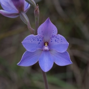 Thelymitra ixioides at Yass River, NSW - 28 Oct 2016