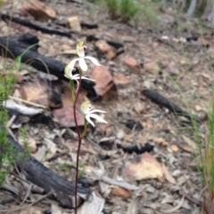 Caladenia cucullata (Lemon Caps) at Acton, ACT - 29 Oct 2016 by GrahamW