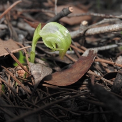 Pterostylis nutans (Nodding Greenhood) at Burrinjuck, NSW - 26 Sep 2016 by RyuCallaway