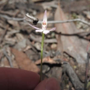 Caladenia carnea at Burrinjuck, NSW - 26 Sep 2016